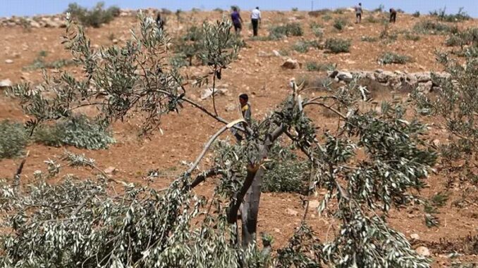 Vandalized olive trees West Bank
