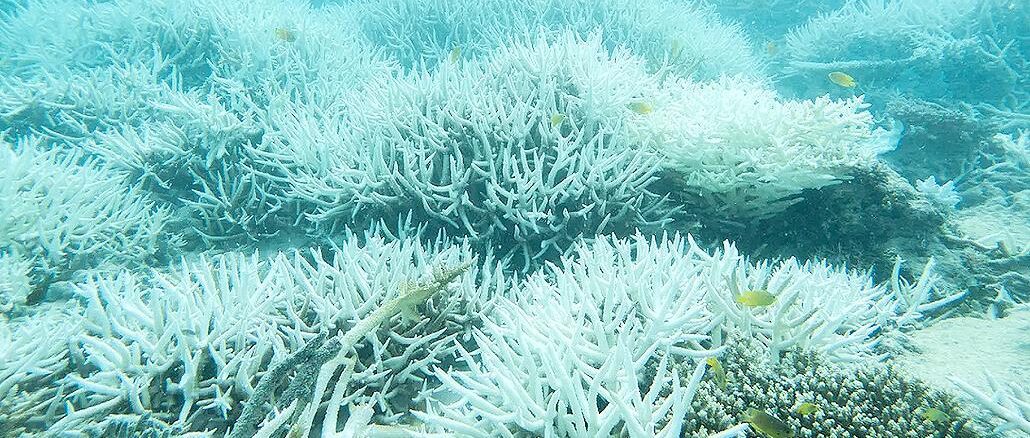 dead coral Great Barrier Reef