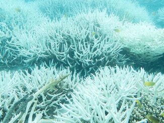 dead coral Great Barrier Reef