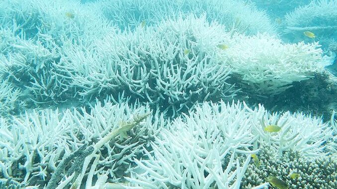 CoralBleachedCoralSea dead coral Great Barrier Reef