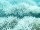 dead coral Great Barrier Reef