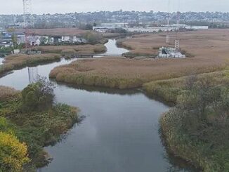 Berry's Creek Study Area