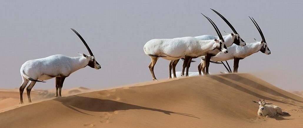 Orxy in Abu Dhabi