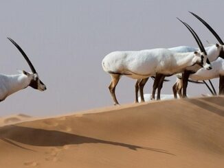 Orxy in Abu Dhabi