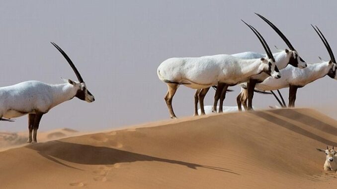 Orxy in Abu Dhabi