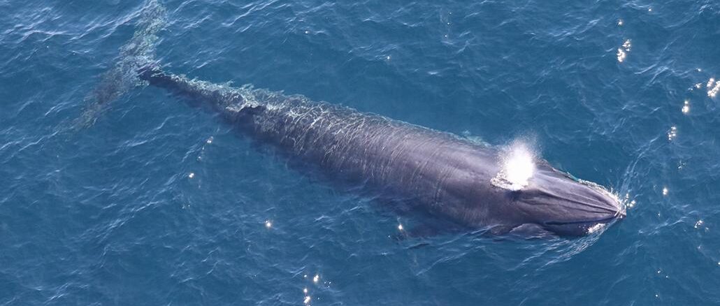 Rice's Whale