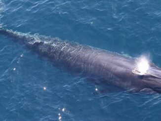 Rice's Whale