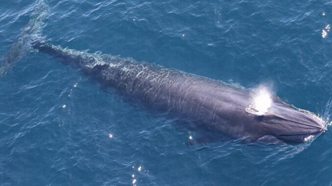 RicesWhale Rice's Whale