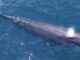 Rice's Whale