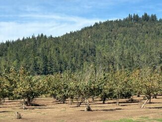 hazelnut trees Rice Farm