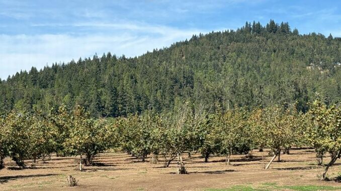 hazelnut trees Rice Farm