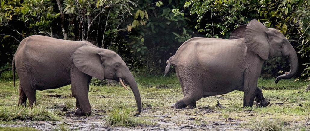 Forest elephants, DR Congo