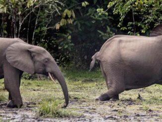 Forest elephants, DR Congo