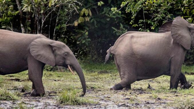 Forest elephants, DR Congo