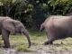 Forest elephants, DR Congo