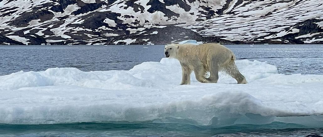 polar bear Greenland
