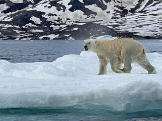 polar bear Greenland