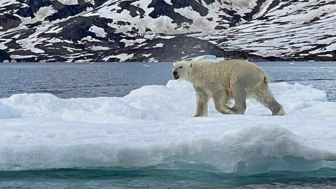 polar bear Greenland