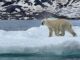 polar bear Greenland